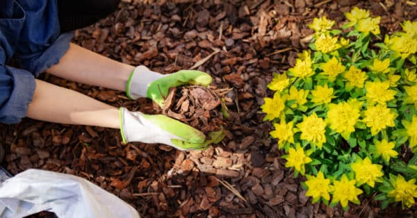 Mulching in Summer | Landscaping Services Company in Dallas, TX | Southern Botanical