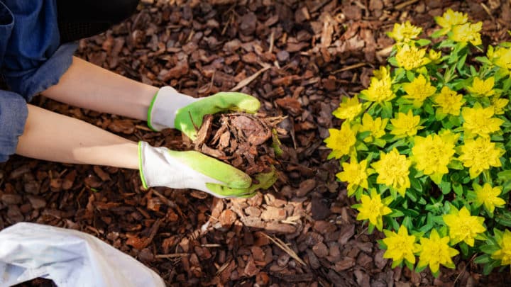 Mulching in Summer | Landscaping Services Company in Dallas, TX | Southern Botanical