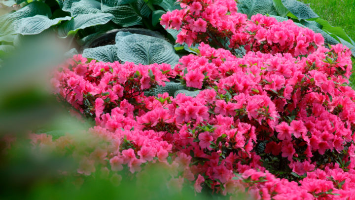 Tips on How to Grow Azalea Plants | Dallas Landscaping Services Company | Southern Botanical