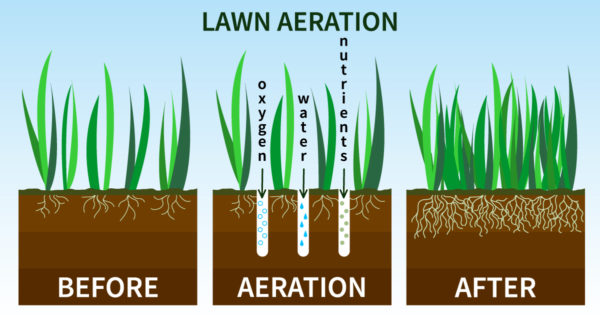 Lawn Aeration: When's the Best Time? | Dallas Landscaping Services Company