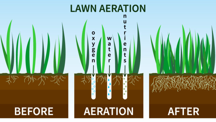 Lawn Aeration: When's the Best Time? | Dallas Landscaping Services Company | Southern Botanical