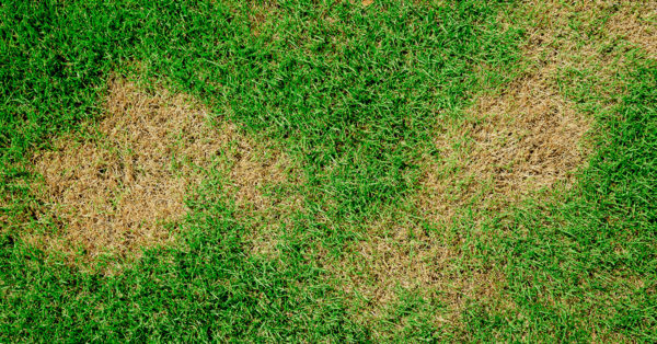 Preventing Lawn Fungus | Landscaping Services Company in Dallas | Southern Botanical