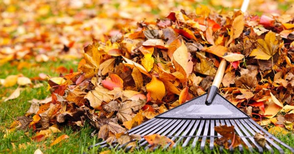 Landscaping Mistakes to Avoid During Fall | Dallas Landscaper