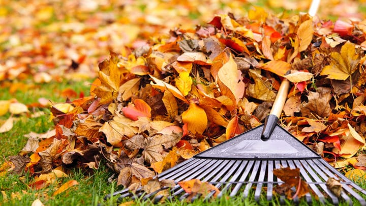 Landscaping Mistakes to Avoid During Fall | Dallas Landscaper | Southern Botanical