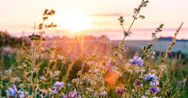 When is the Best Time to Plant Wildflowers in Texas? | Dallas Landscaping Services