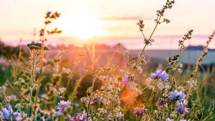 When is the Best Time to Plant Wildflowers in Texas? | Dallas Landscaping Services