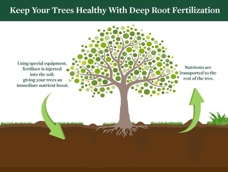 The Benefits of Deep Root Fertilization | Dallas Tree Care Services