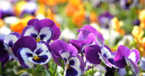 Pansies | Dallas Landscaping Services
