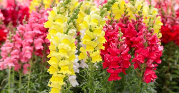Snapdragons | Dallas Landscaping Services