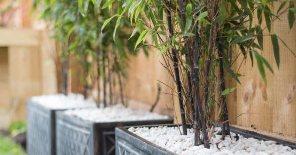 Black Bamboo | Dallas Landscaping Services