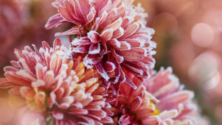 Add Color to Your Winter Landscape | Dallas Landscaping Services