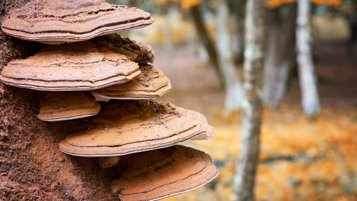 When Are Your Trees a Risk or Dangerous? | Dallas Landscaping | Southern Botanical