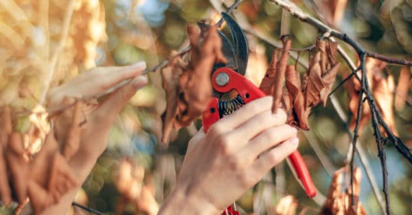 Why is Tree Pruning During Winter Necessary | Dallas Landscaping Company
