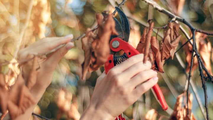 Why is Tree Pruning During Winter Necessary | Dallas Landscaping Company