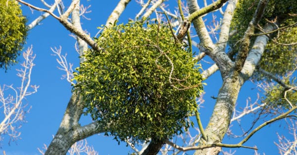 Mistletoe Management & Removal | Dallas Tree Care Services