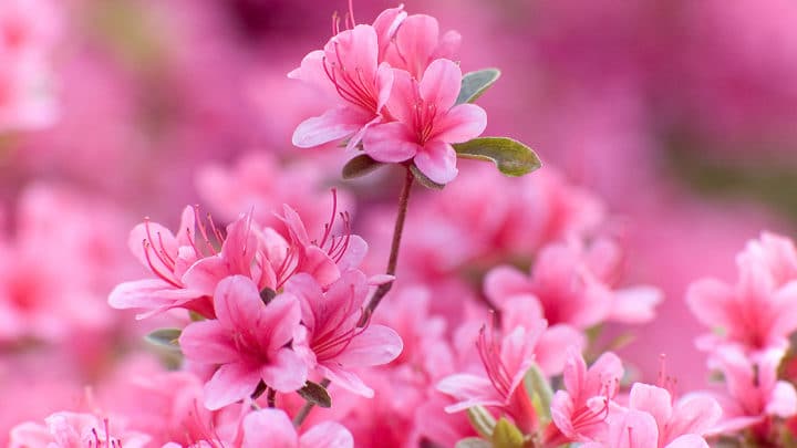 Azalea Care | Dallas Landscaping Services Company