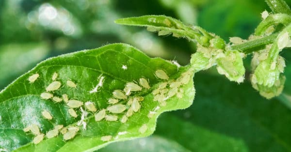 Aphids: How to Identify, Control, and Eradicate Them | Dallas Landscaping Services Company