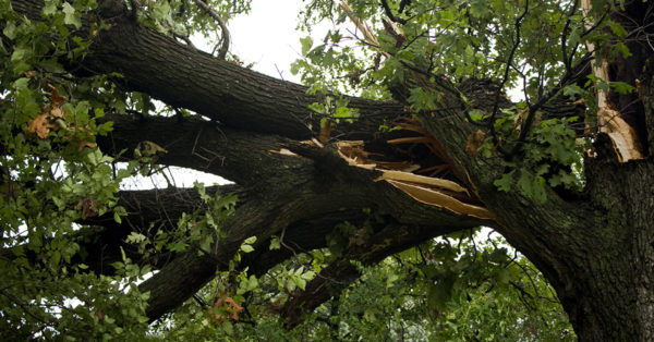 How to Prepare Your Trees for Storm Season | Dallas Landscaping Services Company