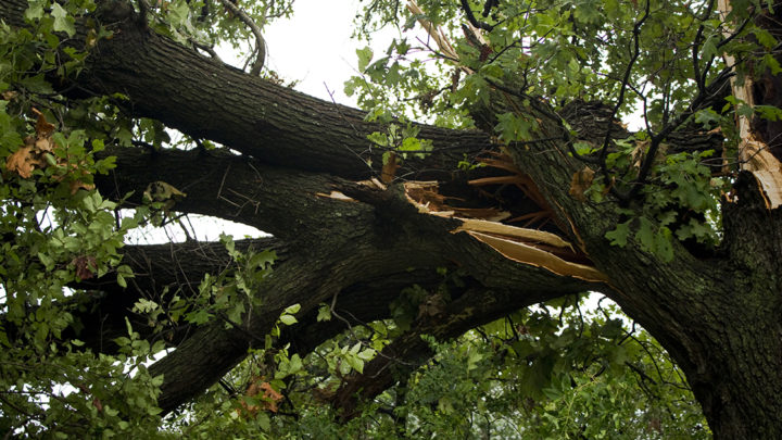 How to Prepare Your Trees for Storm Season | Dallas Landscaping Services Company