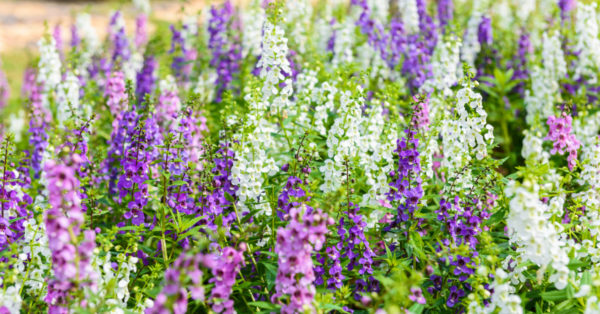 Five Tough Summer Plants that will Survive the Texas Heat | Dallas Landscaping Services Company