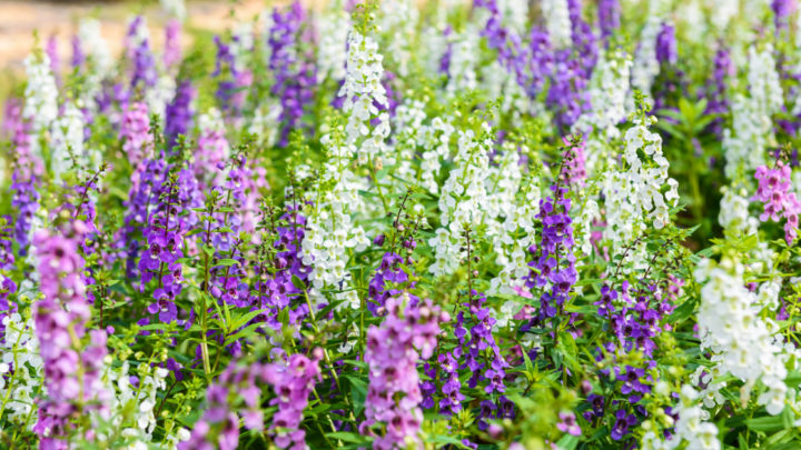 tough summer flowers that will survive the texas heat