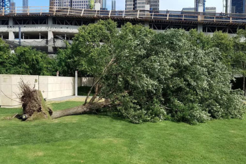 a tree that has fallen over in a park | Southern Botanical