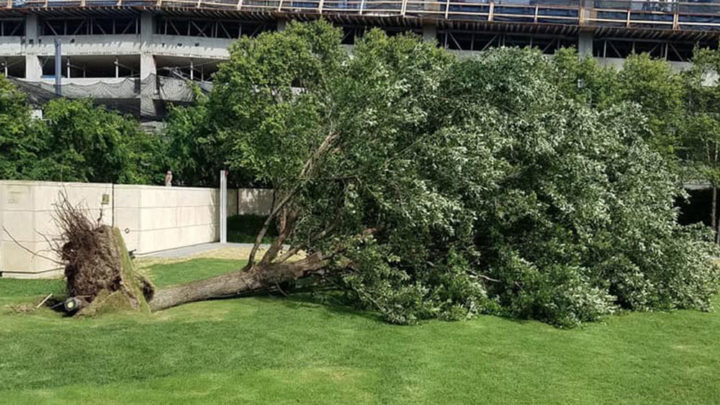 a tree that has fallen over in a park | Southern Botanical