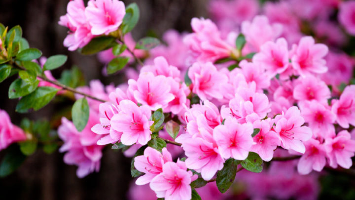 Feeding Azaleas | Dallas Landscaping Services Company