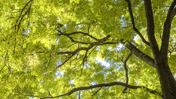 Beware of Emerald Ash Borers | Dallas Landscaping Services Company