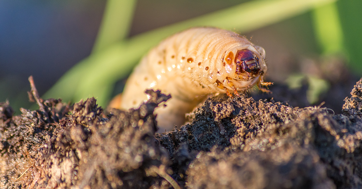 Detect the Early Signs of Grub Worm Damage