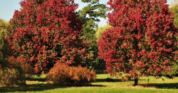 Planting Trees to Showcase Fall Foliage