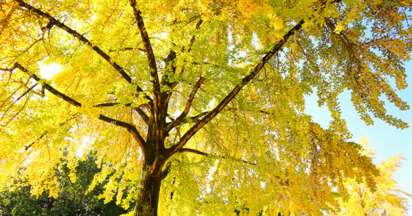 Planting Trees to Showcase Fall Foliage | Dallas Landscaping Services Company