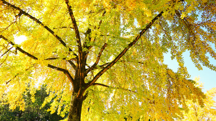 Planting Trees to Showcase Fall Foliage | Dallas Landscaping Services Company