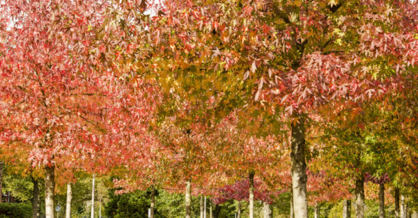 Planting Trees to Showcase Fall Foliage
