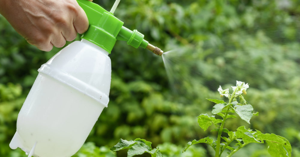 Dormant Oil Application for Trees and Shrubs Southern Botanical