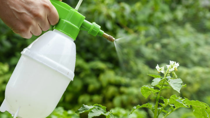 Dormant Oil Application for Trees and Shrubs | Dallas Landscaping Company