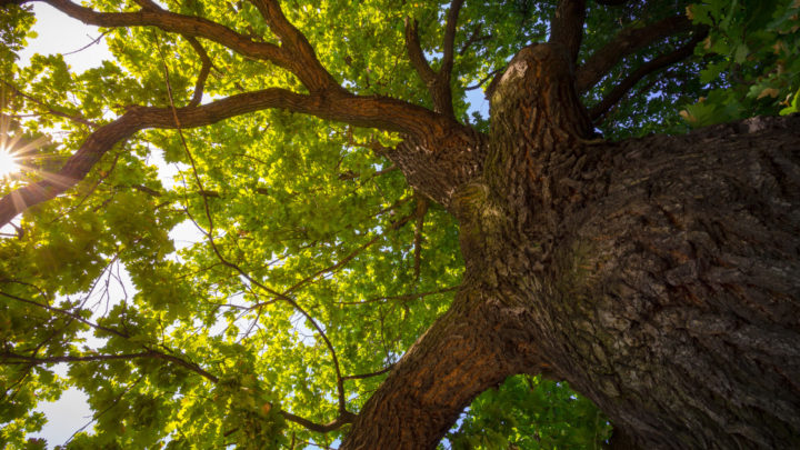Pruning Oak Trees | Dallas Landscaping Company