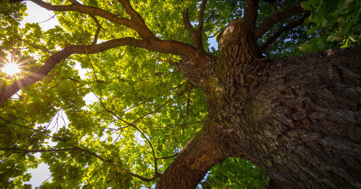 Pruning Oak Trees | Dallas Landscaping Company