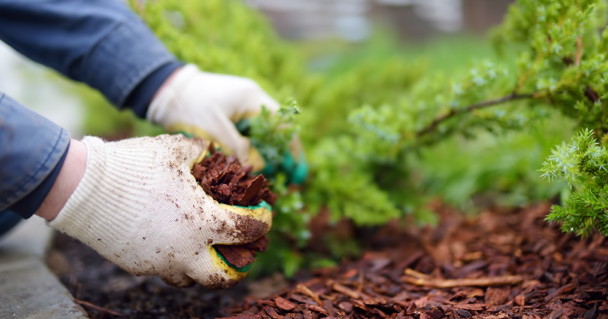 Why You Should Apply Winter Mulch | Dallas Landscaping Company