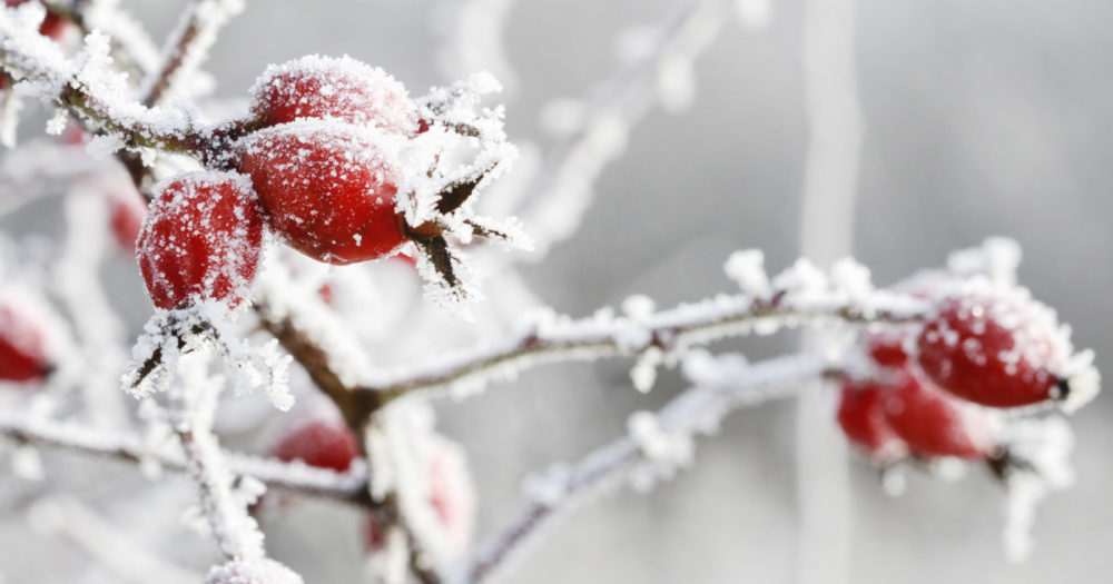 Should You Water Your Trees in Winter? Southern Botanical