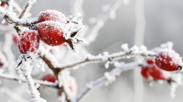 Should You Water Your Trees in Winter?