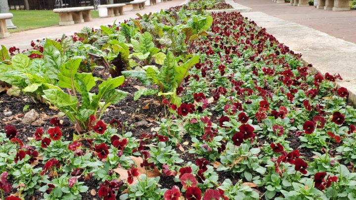 Now Is a Good Time to Mulch Your Commercial Property