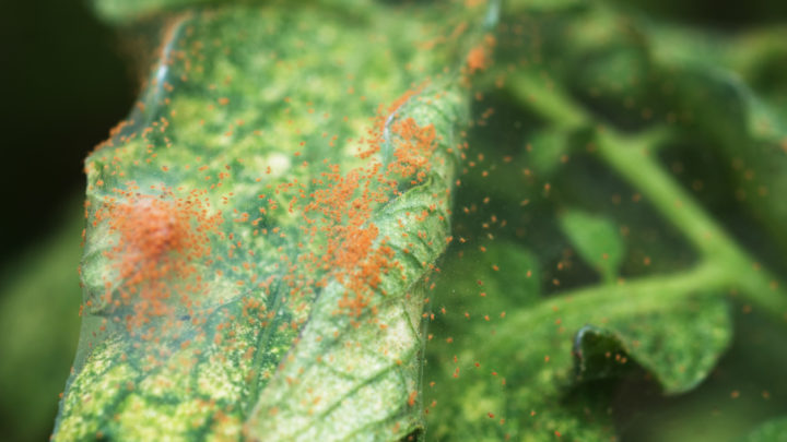 Do Not Ignore These Early Signs of Spider Mites