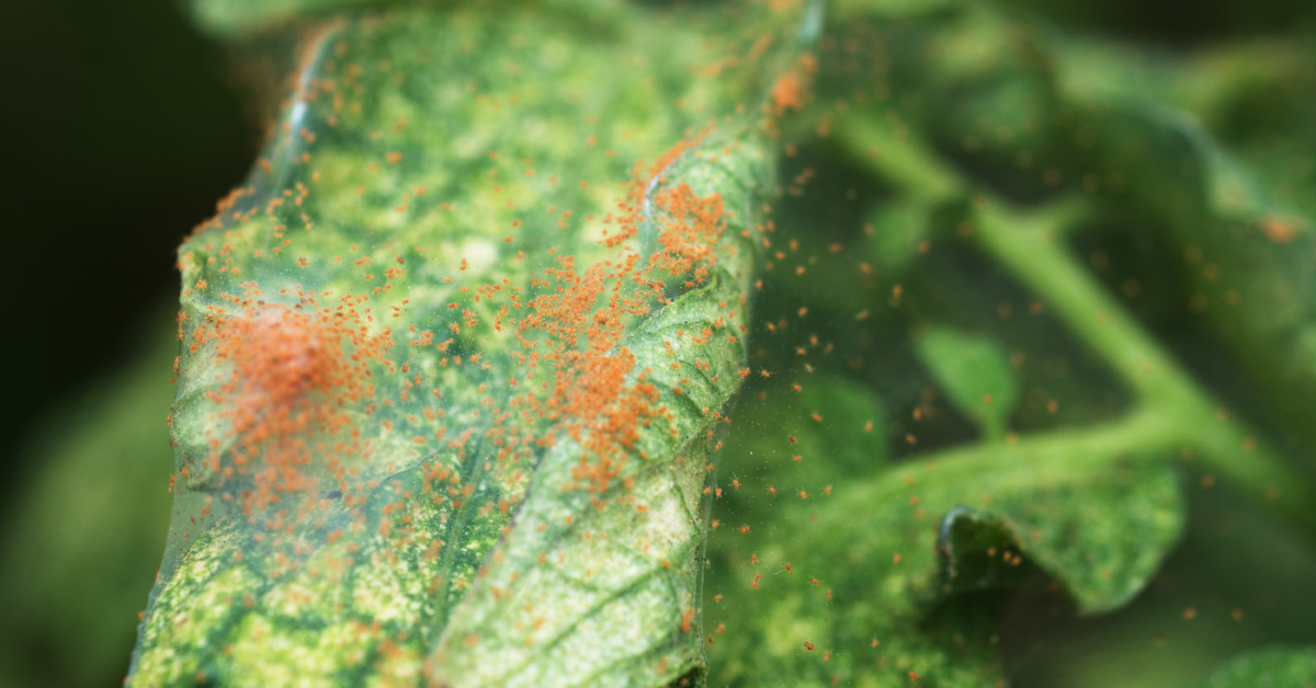 Do Not Ignore These Early Signs of Spider Mites