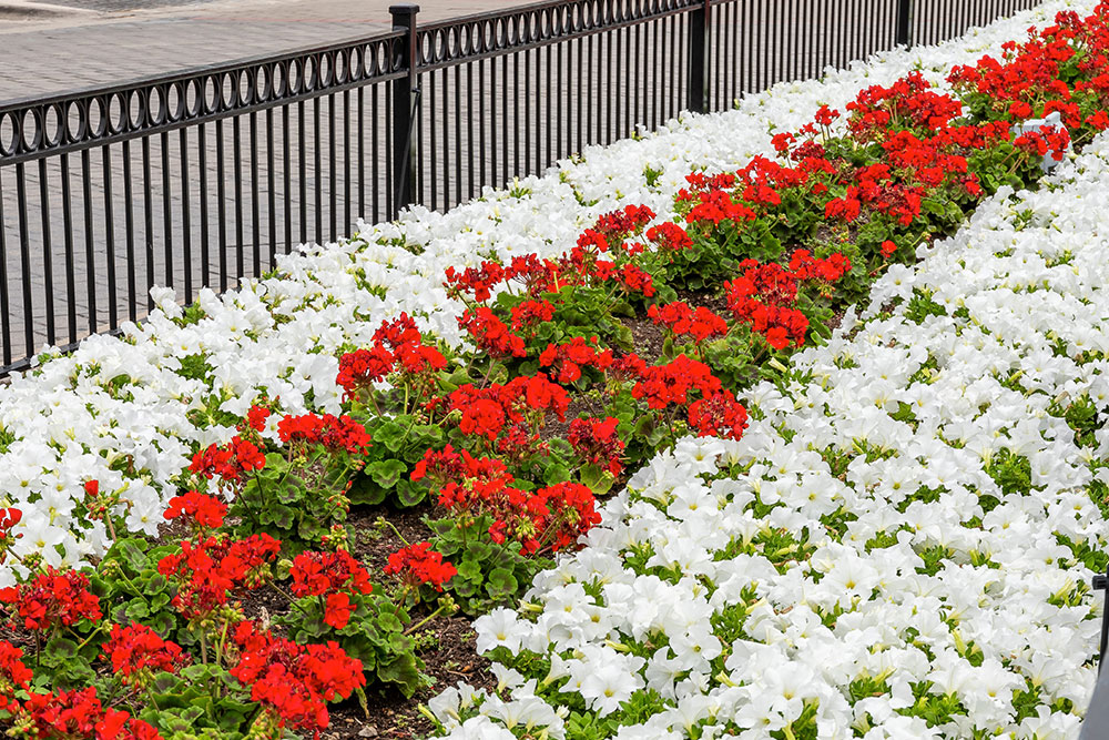 a row of red and white flowers next to a fence | Southern Botanical