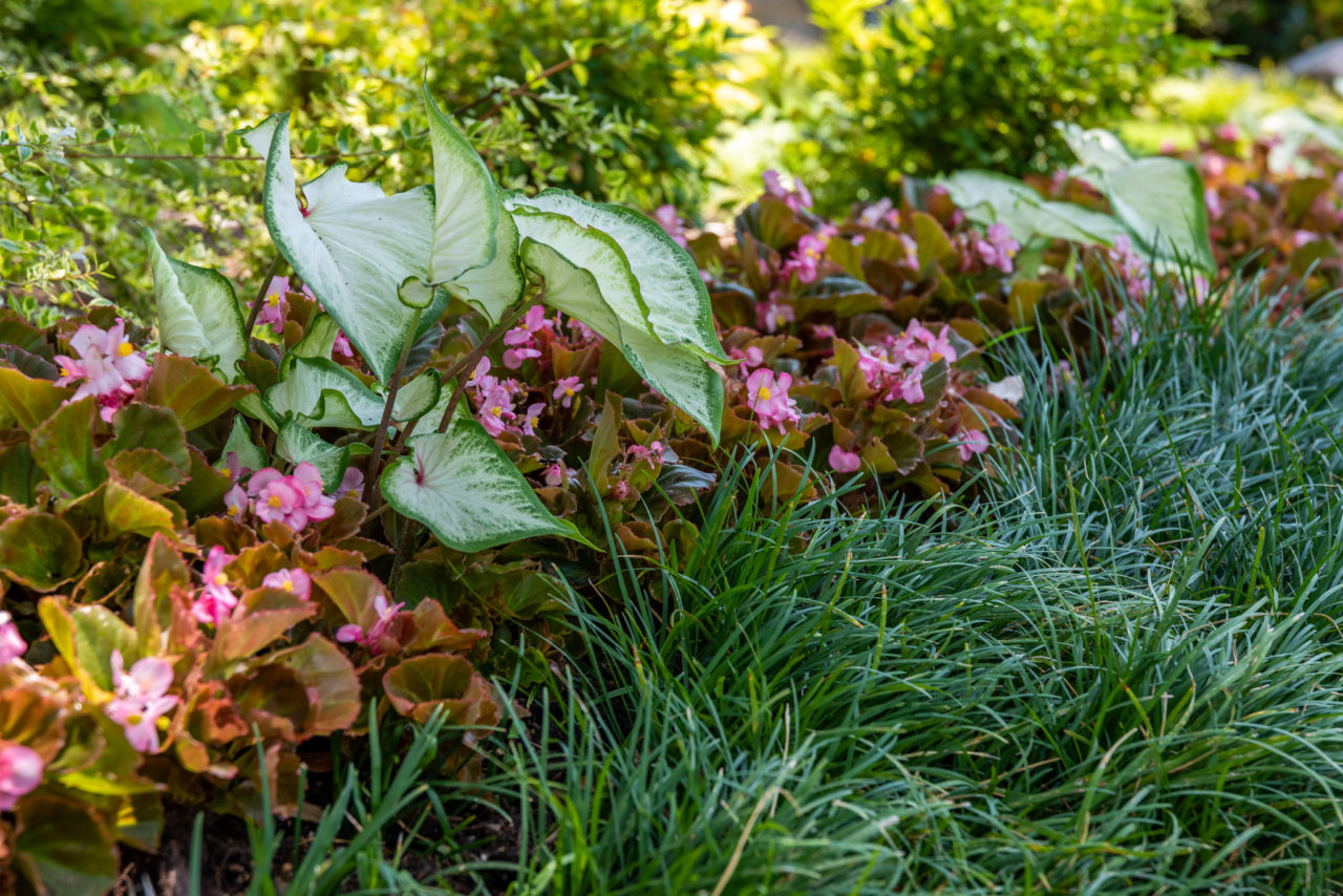 North Dallas Residence | Residential Landscape | Southern Botanical