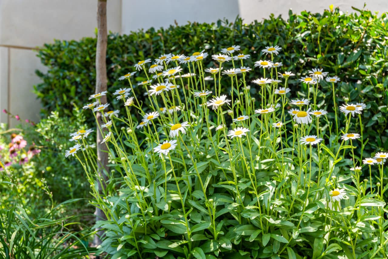 summer perennial flowers in bloom