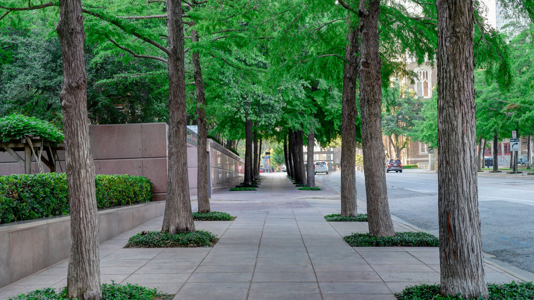 Dallas Arts District Tree Care by Southern Botanical