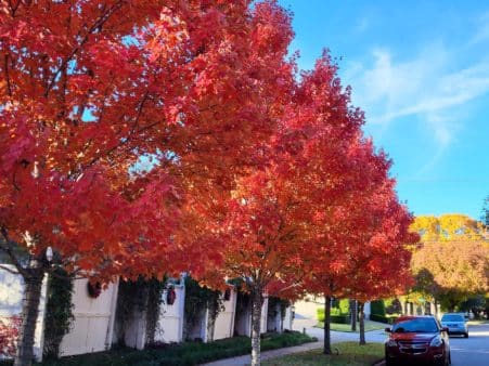 a street lined with trees with red leaves | Southern Botanical