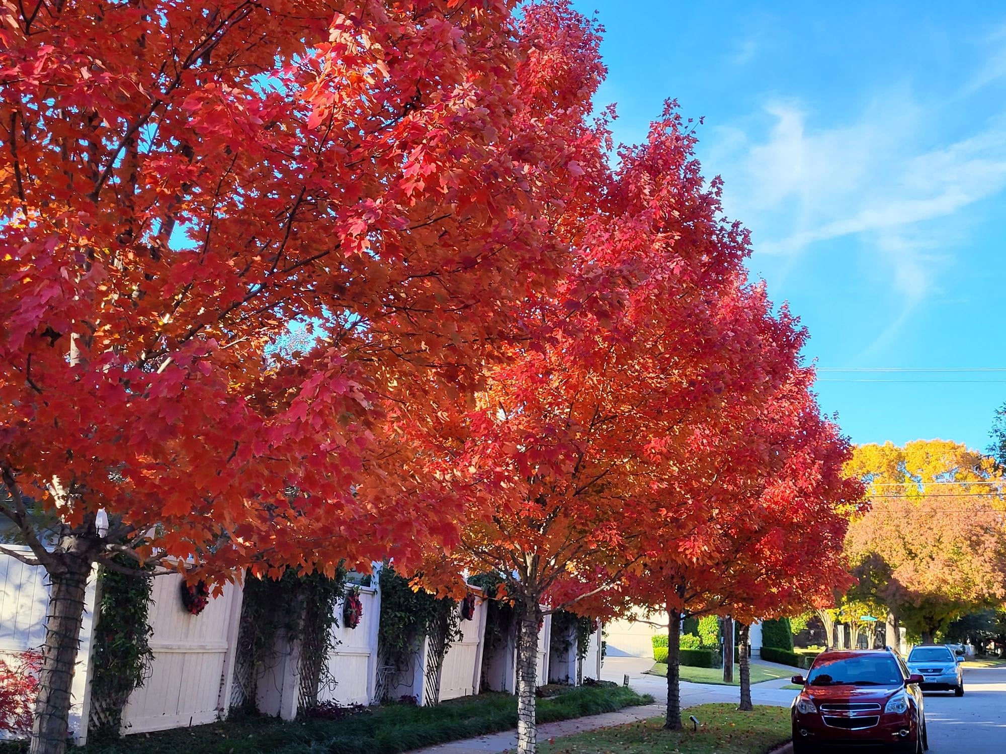 The Science Behind This Year’s Spectacular Fall Color